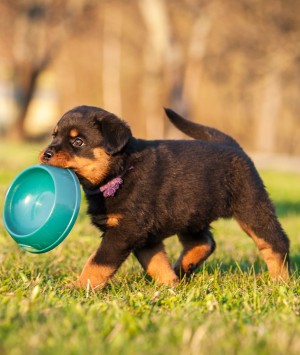 Puppy carrying his dog bowl in his mouth