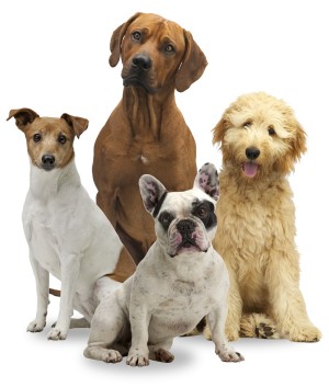 Four dog breeds sitting in a group