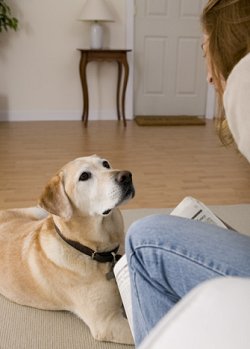 Attentive Labrador Retriever