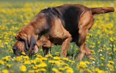 images of bloodhounds