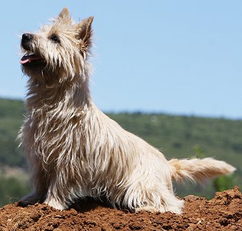 Cairn Terrier  Breeds on Cairn Terriers Advice You Can Trust