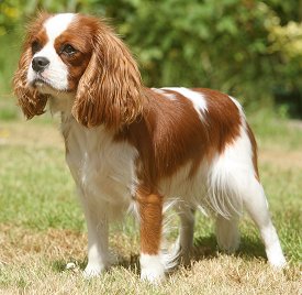 Pictures of Cavalier King Charles Spaniel , Cavalier King Charles Spaniel s images, Cavalier King Charles Spaniel pictures gallery hd, Picture of a Cavalier King Charles Spaniel 