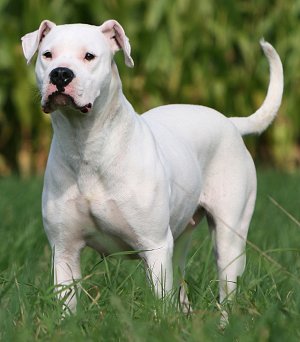 Pictures+of+dogo+argentino+dogs