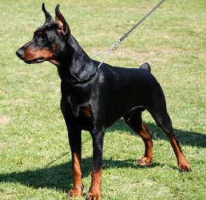 Natural Doberman