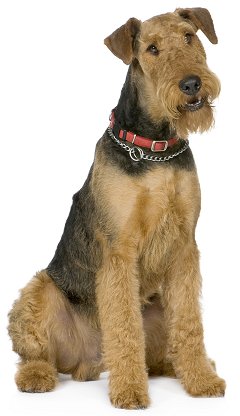 airedale puppy biting