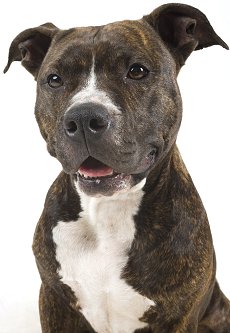 pitbull terrier dog