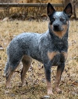 Australian Cattle Dog Breed Pictures and Information | FallinPets