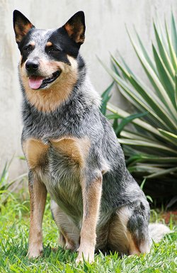 blue heeler dog temperament