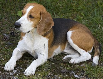 Types Of Beagles Breeds