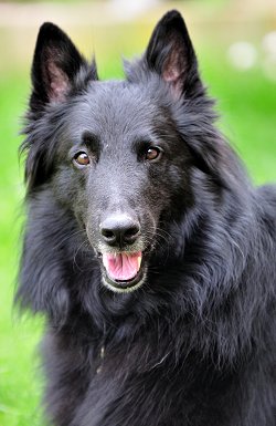 Belgian Shepherds What S Good About Em What S Bad About Em