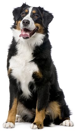 is bernese mountain dog right for me 2