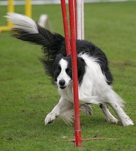 Border Collie Dog Breed Information and Pictures