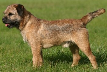 older border terriers for sale