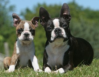 Do Boston Terriers Shed? - A Guide to Boston Terrier Shedding
