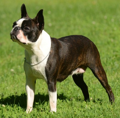 Adult Boston Terrier For Sale - Photos All Recommendation