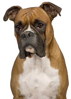 Boxer: Temperament, Training, Grooming, Nutrition
