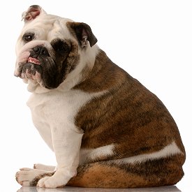 English Bulldogs: What's Good About 'Em, What's Bad About 'Em