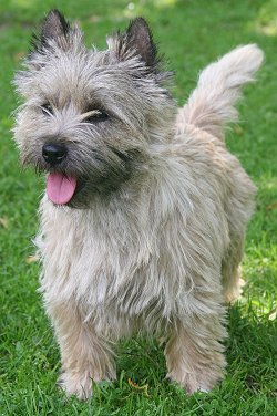 do cairn terriers shed