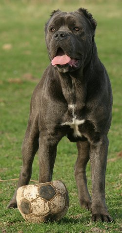 cane corso with cats