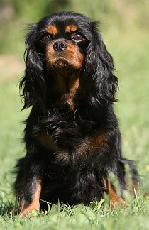 Buying or Adopting a Cavalier King Charles Spaniel