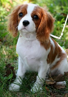 Cavalier King Charles Spaniels What S Good About Em What S Bad About Em