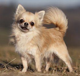 Chihuahua's on Pinterest | Chihuahua Puppies, Chihuahua Dogs and Google