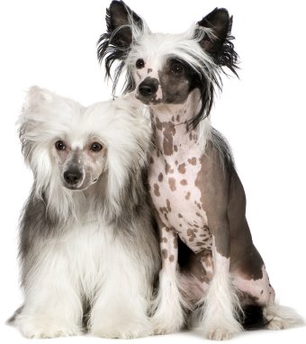 chinese crested dog similar breeds