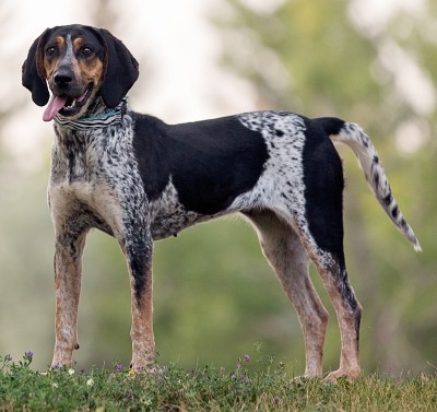 whats the best coon dog