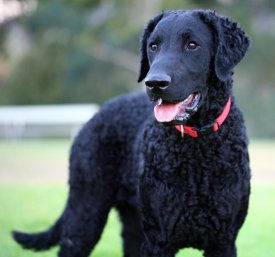 curly coated retriever puppy