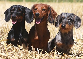 Dachshunds: What's Good About 'Em, What 