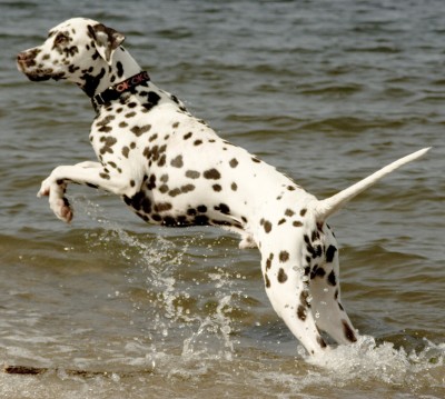 why do dalmatians have health problems? 2