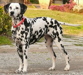 why dalmatians are bad dogs?
