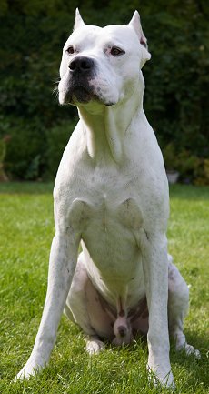 Dogo Argentino: What's Good About 'Em, What's Bad About 'Em