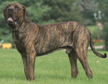 Fila Brasileiro: What's Good About 'Em, What's Bad About 'Em