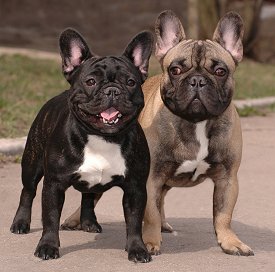 what is the best age to neuter my french bulldog