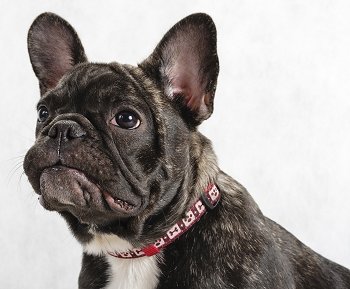 French Bulldogs: What's Good About 'Em, What's Bad About 'Em