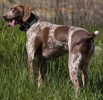 Pointer Dogs: Everything You Need to Know About the Breed | FallinPets