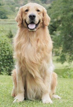 Golden Retriever Dog Breed Health and Care