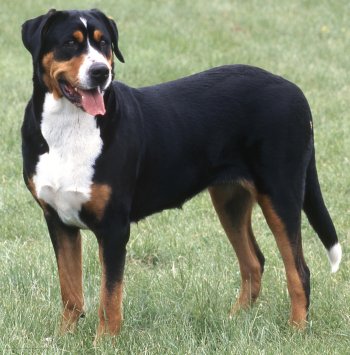 best food for greater swiss mountain dogs