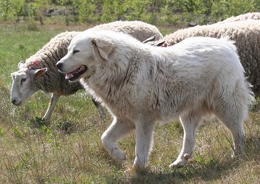 great pyrenees care