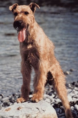 irish terriers needing homes