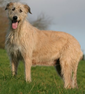Irish Wolfhounds: What's Good About 'Em, About