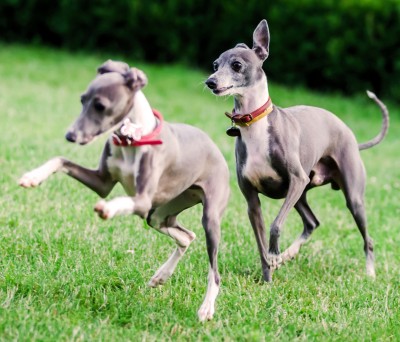 italian greyhound photos