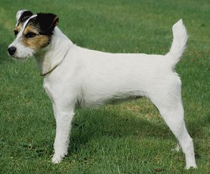parson russell terrier puppy for sale