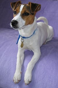 parson jack russell