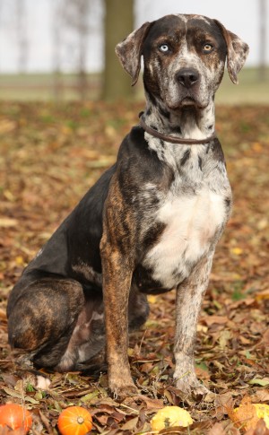 Catahoula Leopard Dogs: What's Good 