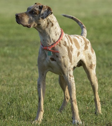 where are catahoula leopard puppies from