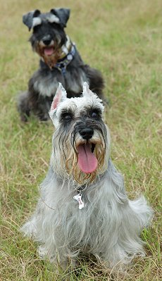 Miniature Schnauzers: What's Good About 