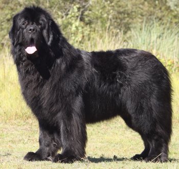 Newfoundlands What S Good About Em What S Bad About Em