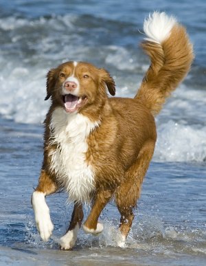 Nova Scotia Duck Tolling Retrievers: What's and Bad About 'Em